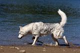 SIBERIAN HUSKY 553